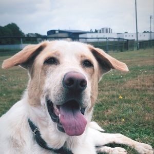 Meet your Posher, Joe